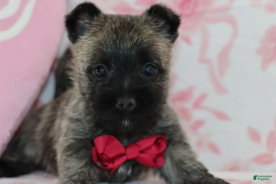 Cairn Terrier dogs for sale: Cruz - Ad 4