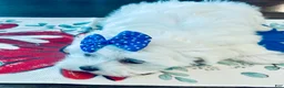 Maltese dogs for sale: Little Bailley - Ad 4