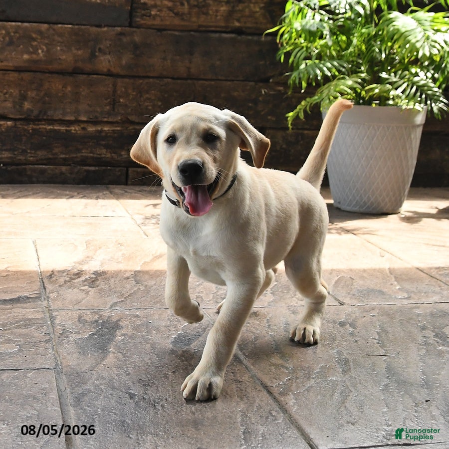 Labrador Retriever dogs Muffin - Ad 2
