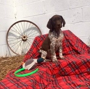 German Shorthaired Pointer dogs Buck🐾AKC Registered❤️Call 717-575-1834 - Ad 2