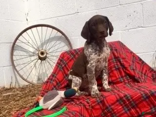German Shorthaired Pointer dogs Buck🐾AKC Registered❤️Call 717-575-1834 - Ad 2