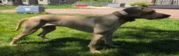 Rhodesian Ridgeback dogs for sale: Jahzara - Ad 6