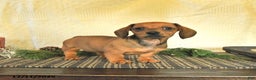 Dachshund dogs for sale: Remi  - Ad 2