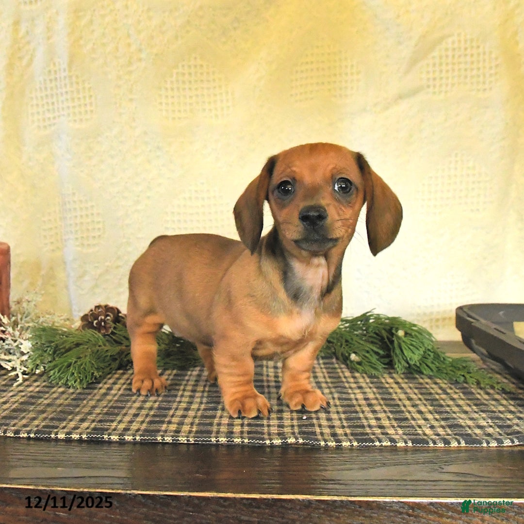 Dachshund dogs for sale: Remi  - Ad 2