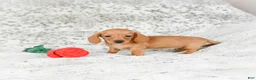 Miniature Dachshund dogs for sale: Carmen - Ad 9
