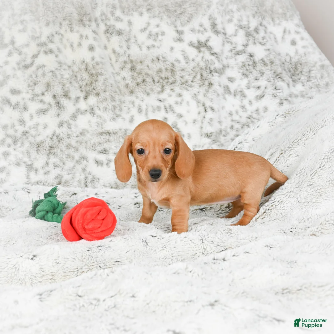 Miniature Dachshund dogs for sale: Carmen - Ad 9