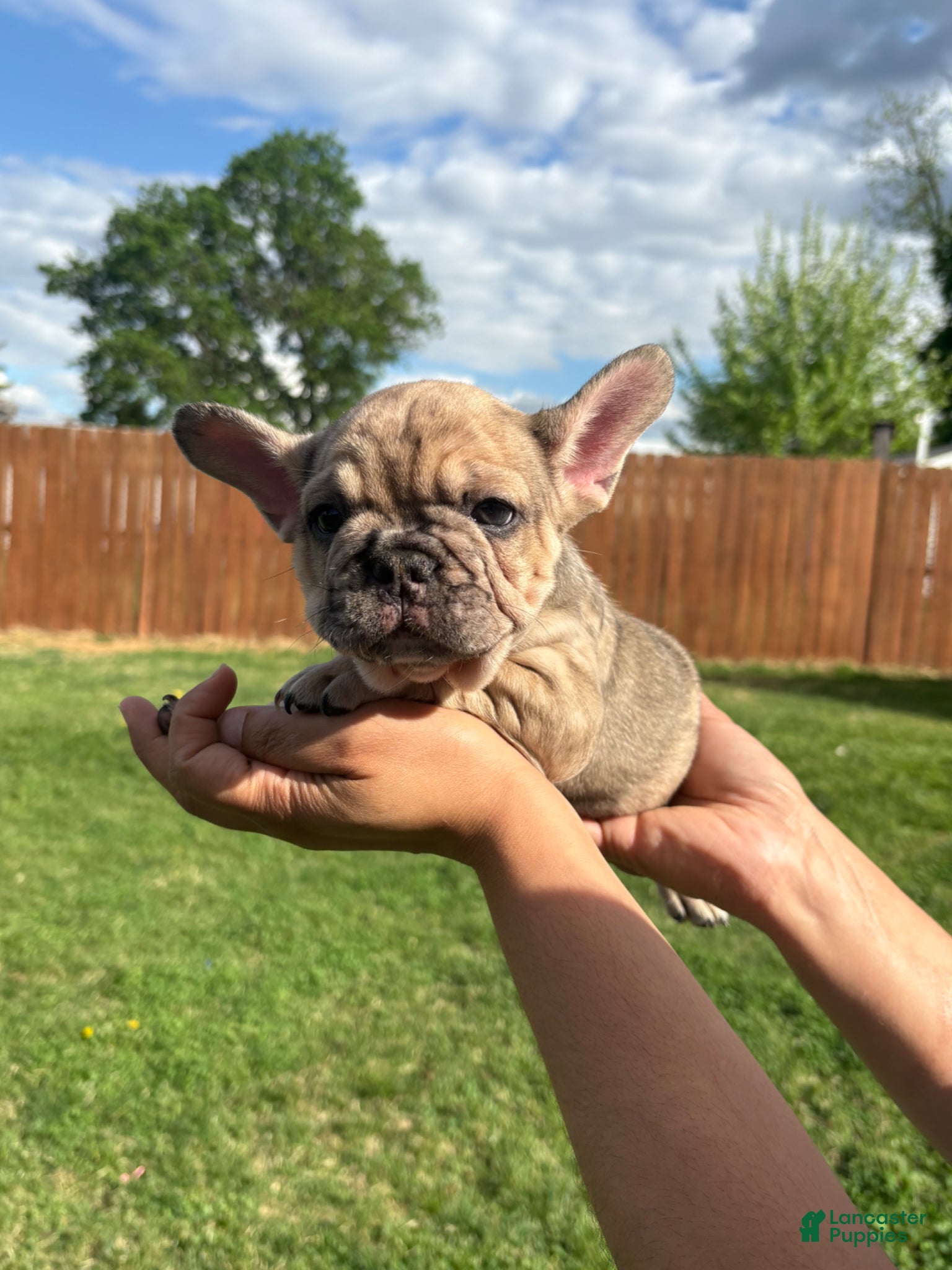 French Bulldog dogs French Bulldog Puppy - Ad 1