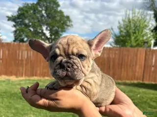 French Bulldog dogs for sale: French Bulldog Puppy - Ad 4