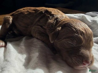 Mixed Breed dogs - Ad 18