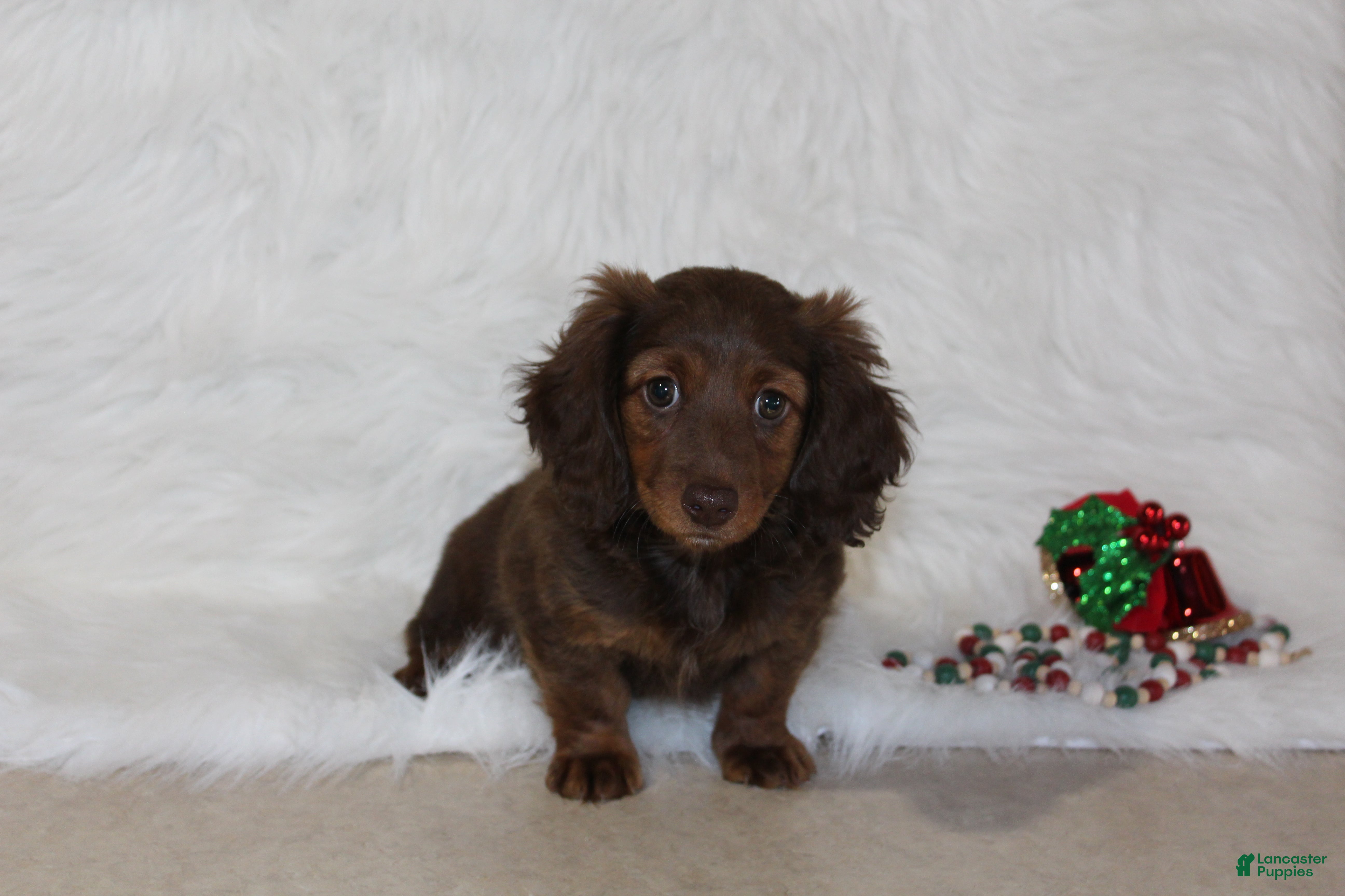 Miniature Dachshund dogs for sale: Holly - Ad 1