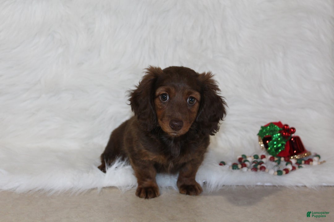 Miniature Dachshund dogs for sale: Holly - Ad 1