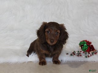 Miniature Dachshund dogs for sale: Holly - Ad 1