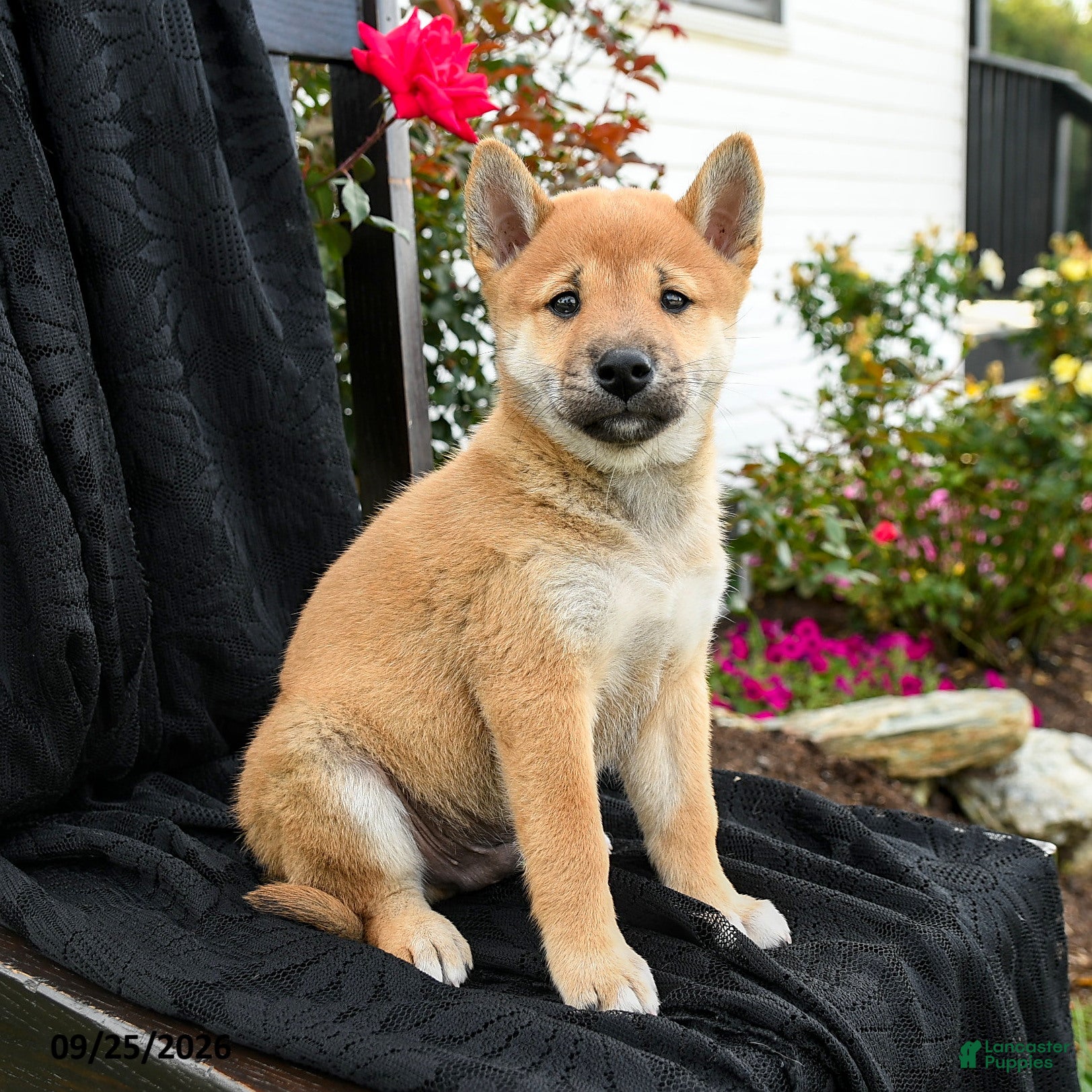 Shiba Inu dogs Yoshi - Ad 1