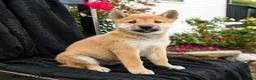 Shiba Inu dogs for sale: Yoshi - Ad 1