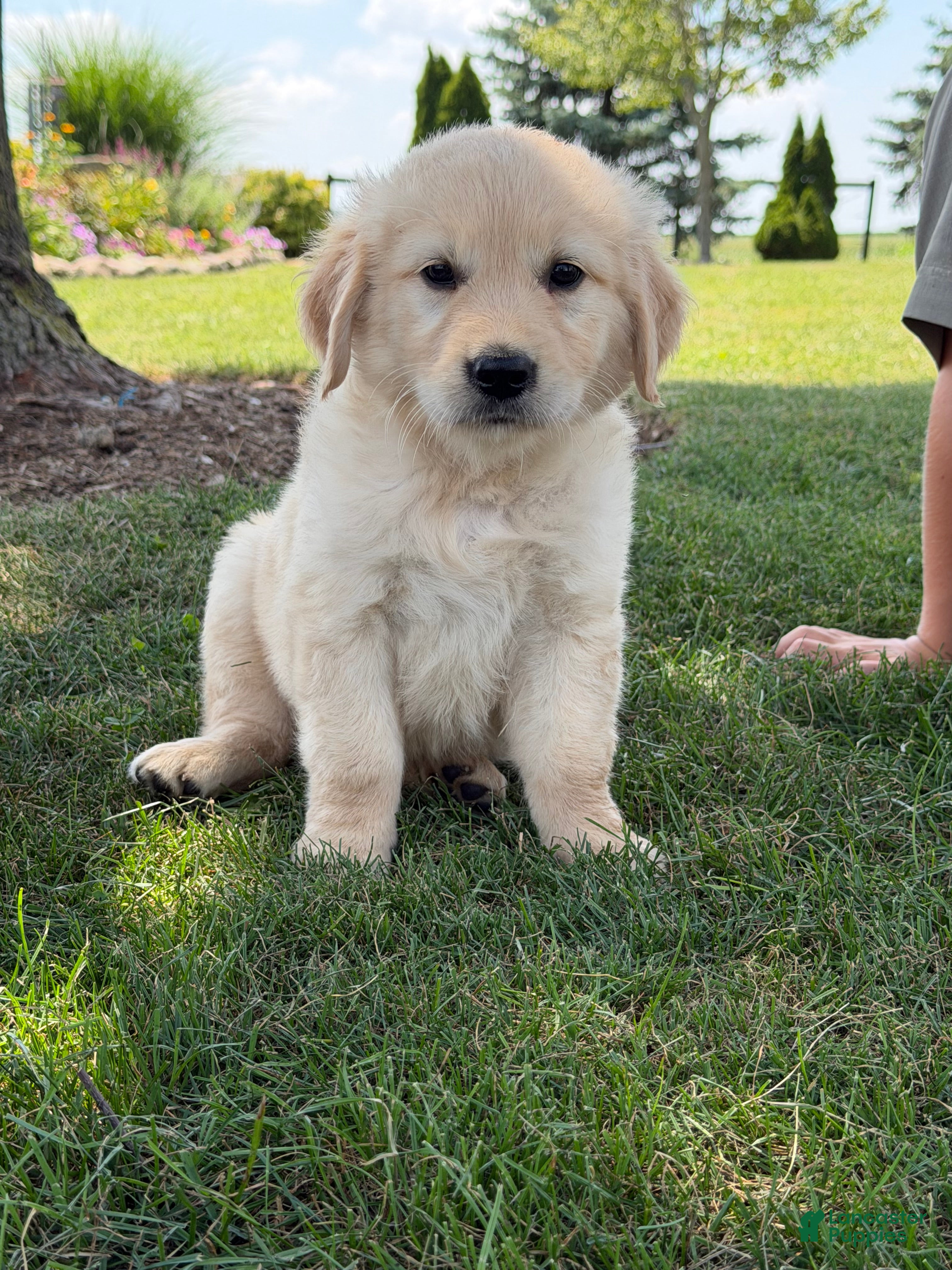 Golden Retriever dogs Peanut - Ad 1
