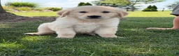 Golden Retriever dogs for sale: Peanut - Ad 1