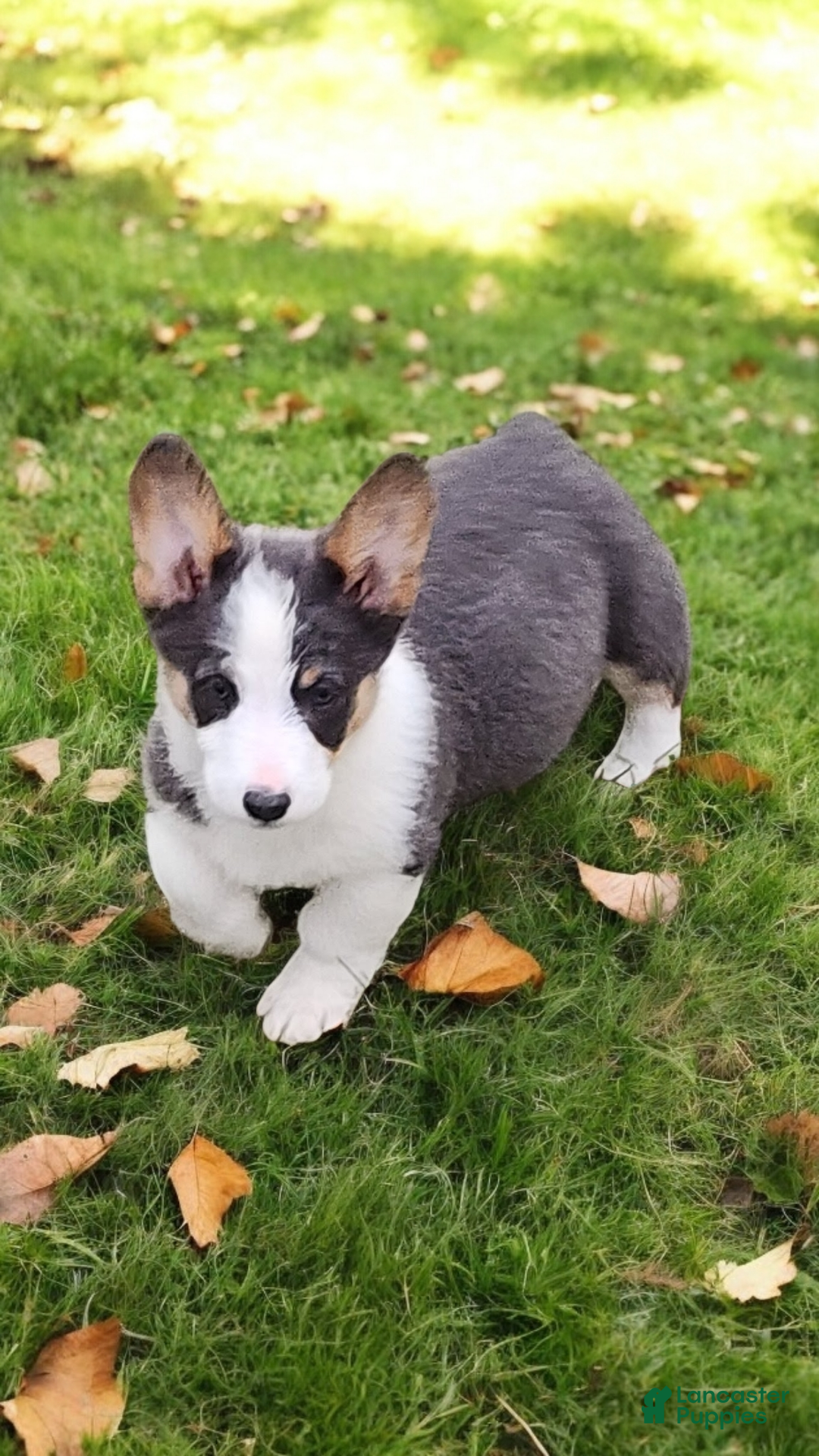 Welsh Corgi Pembroke dogs for sale: Arnie Bluie - Ad 15