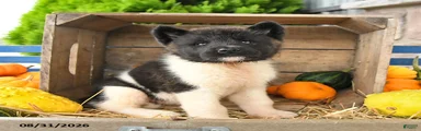Nacho