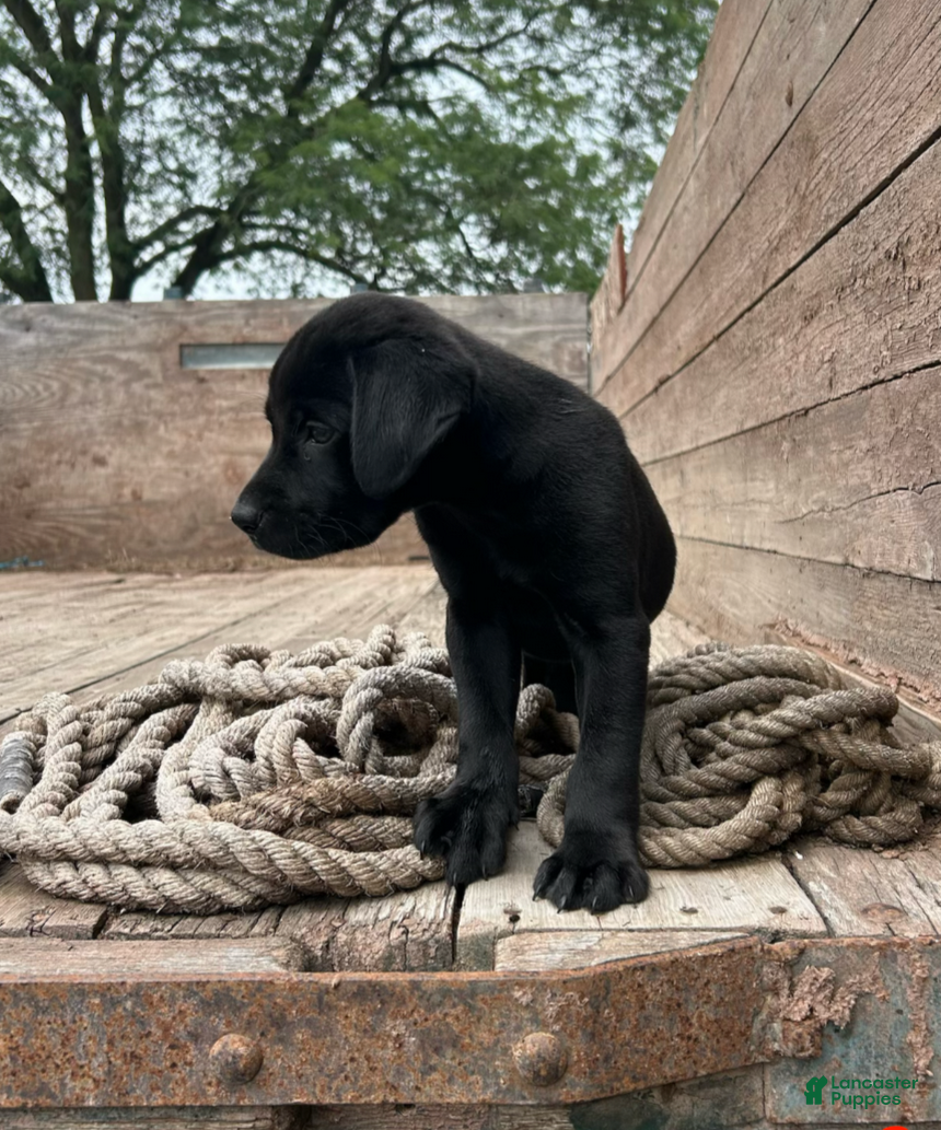 Mixed Breed dogs Midnight - Ad 2