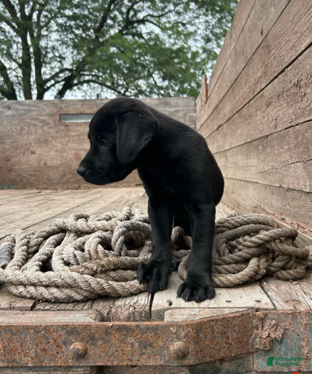 Mixed Breed dogs for sale: Midnight - Ad 2