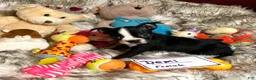 Boston Terrier dogs for sale: SALE PENDING - Ad 12
