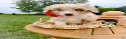 Aussiedoodle dogs for sale: Honey Melon - Ad 3