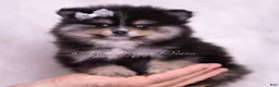 Pomeranian dogs for sale: Pear - Ad 6