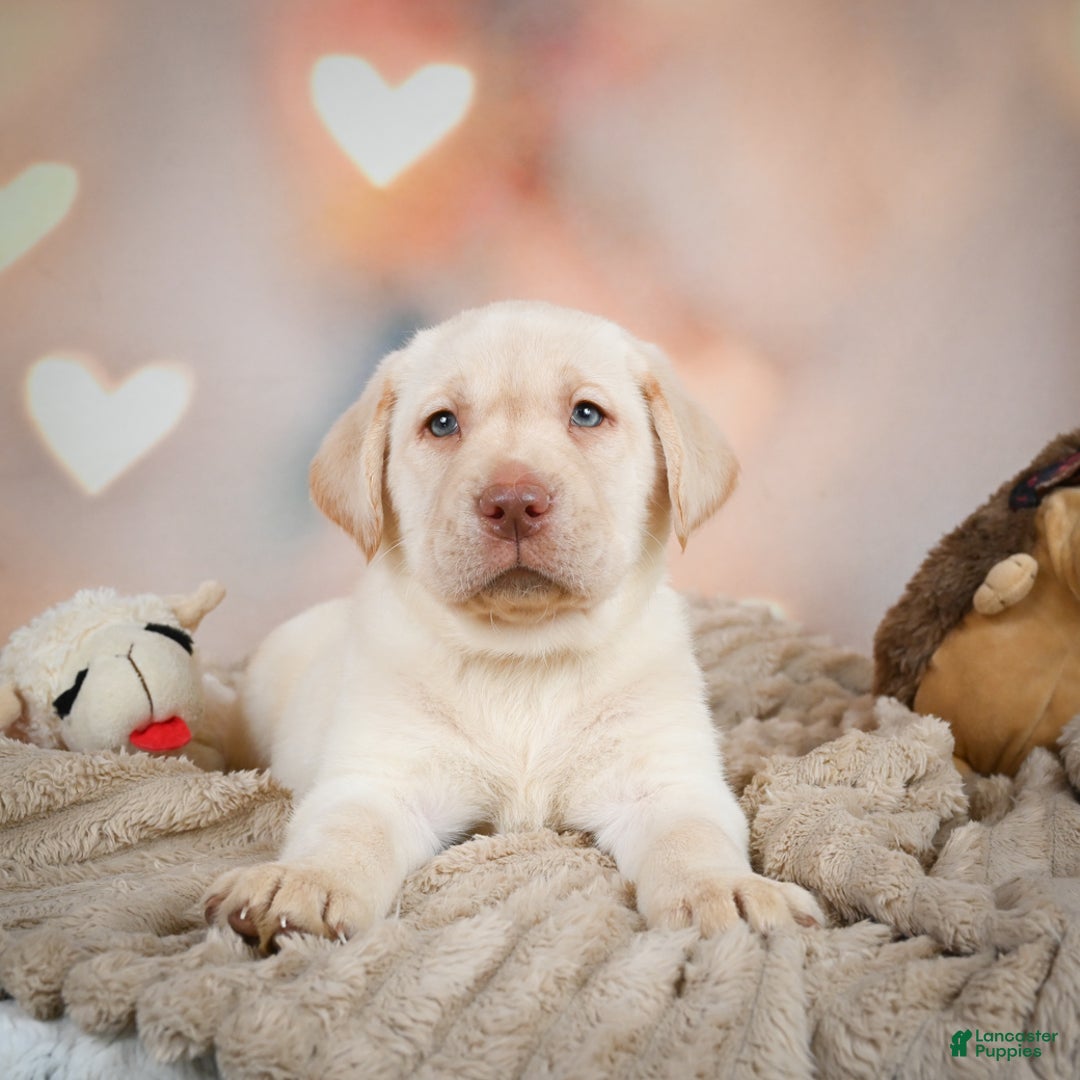 White Labrador Newborn Puppy Manny For Sale In Millersburg