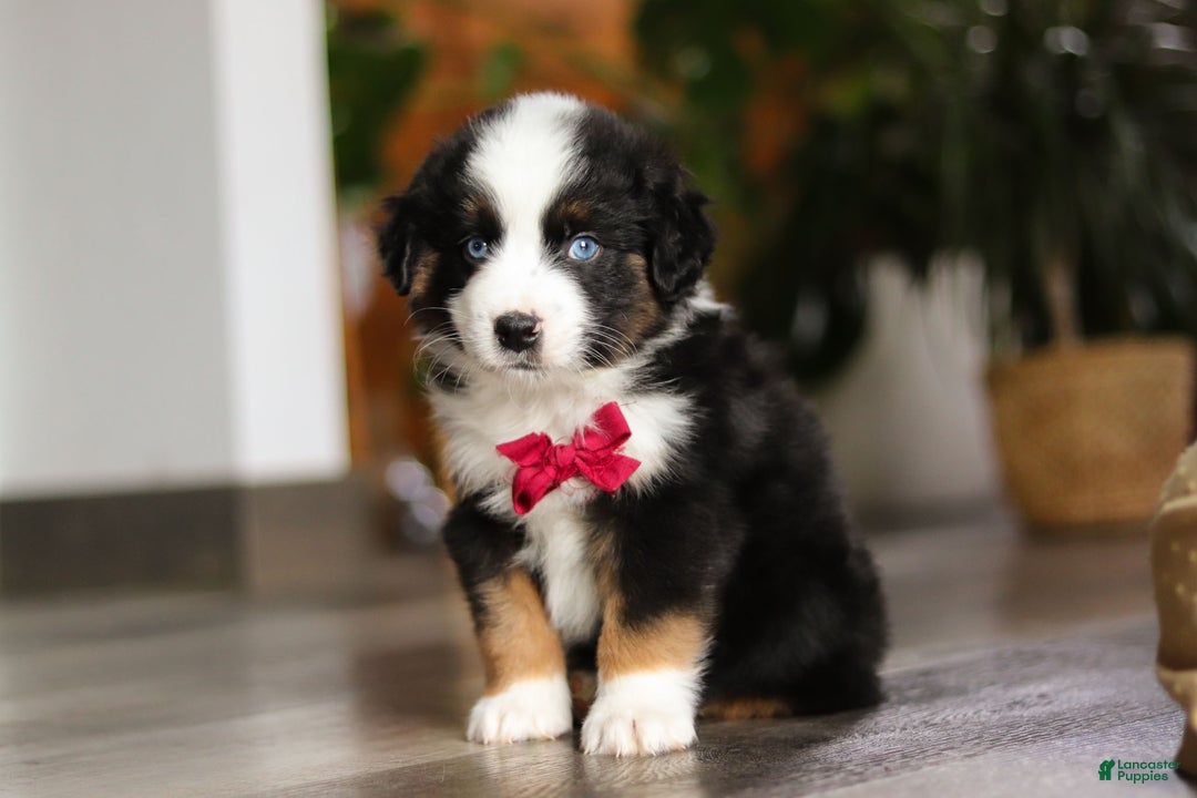 Miniature Australian Shepherd dogs for sale: Dubai - Ad 6