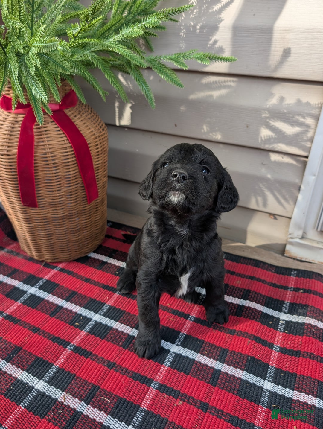 Mixed Breed dogs for sale: Chase  - Ad 1