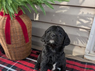 Mixed Breed dogs Chase - Ad 18