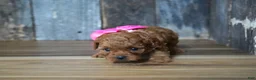 Cavapoo dogs for sale: Princess - Ad 3