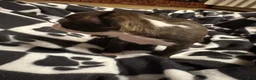 Boston Terrier dogs for sale: Sleepy-Brindle & White - Ad 3