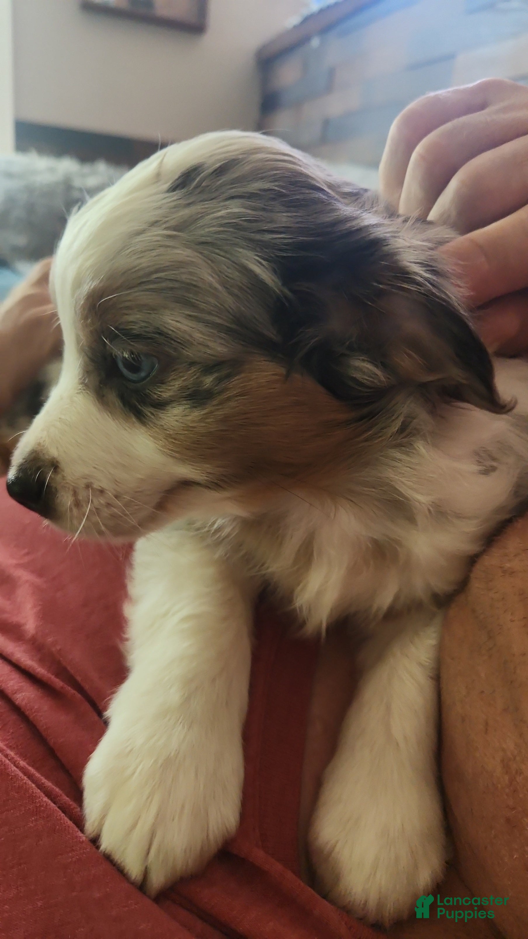 Miniature Australian Shepherd dogs for sale: Miniature Australian Shepherd Puppy 2 - Ad 5