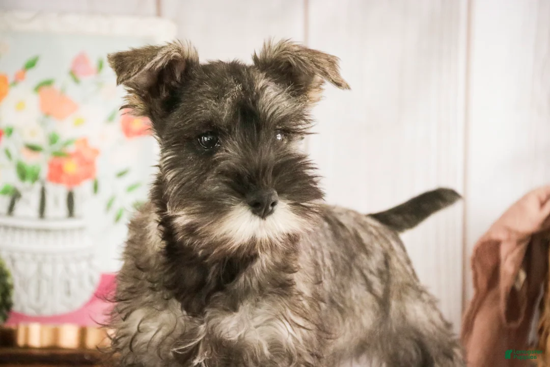 Miniature Schnauzer dogs for sale: Millie - Ad 7