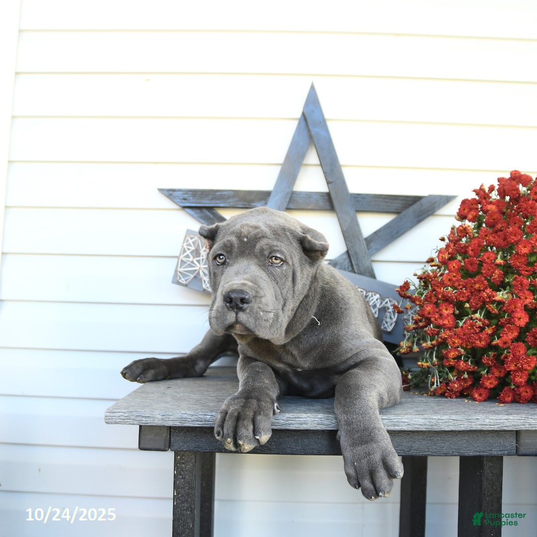 Cane Corso dogs for sale: Parker - Ad 7