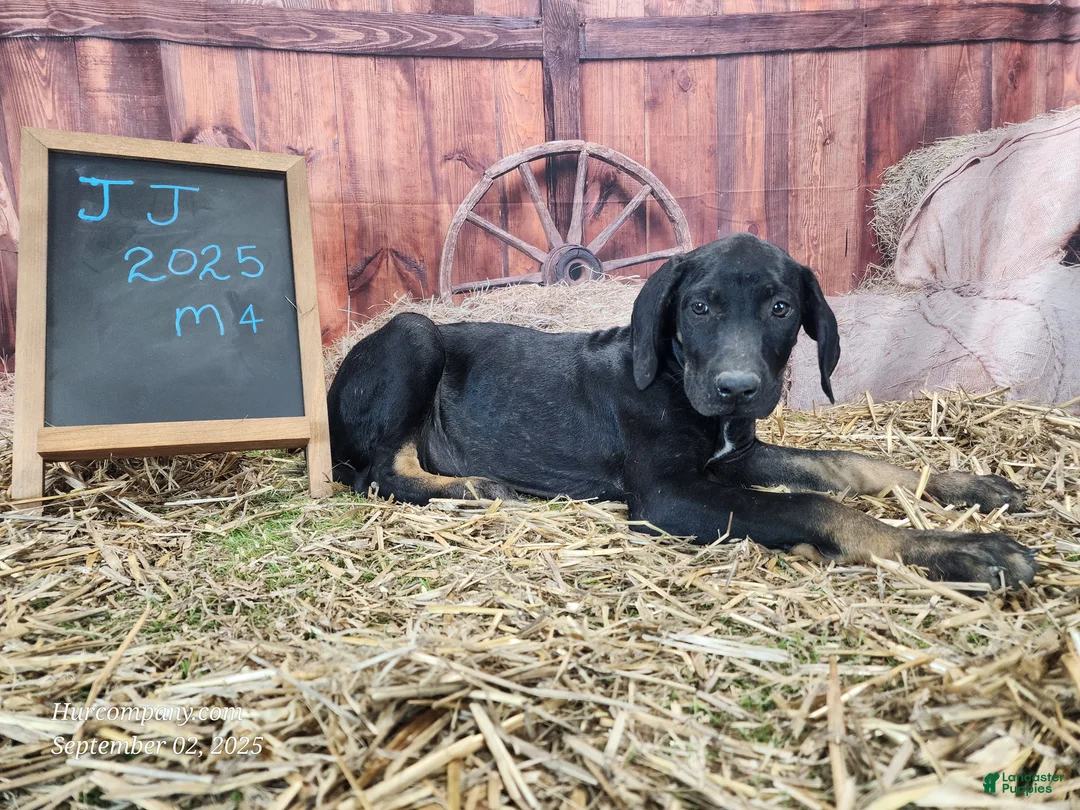 Catahoula Leopard Dog dogs for sale: JJ 2025 Male 4 - Ad 11