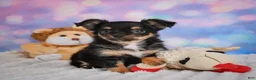 Chihuahua dogs for sale: Elvis - Ad 11