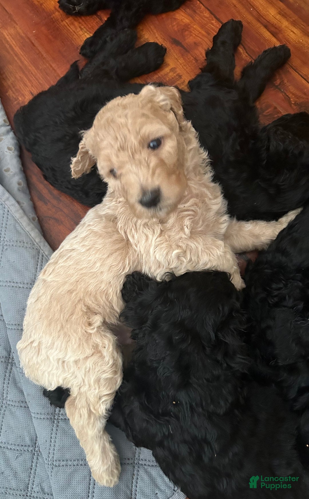 Goldendoodle dogs for sale: Goldendoodle Puppy 1 - Ad 7