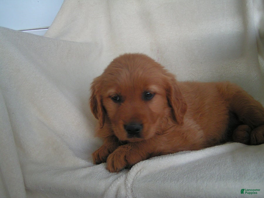 Golden Retriever dogs Lucy - Ad 2