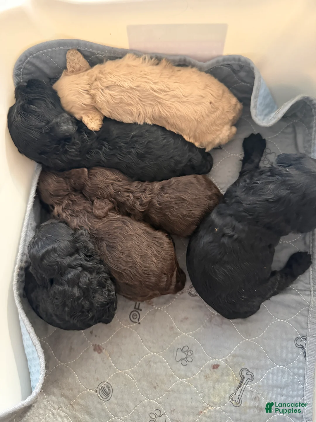 Cockapoo dogs for sale: Cockapoo 5 - Ad 2