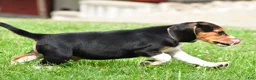 Beagle dogs for sale: Sammy - Ad 8