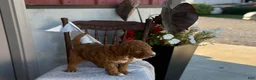 Goldendoodle dogs for sale: Cozette - Ad 8