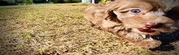 Havapoo dogs for sale: Porsha - Ad 21