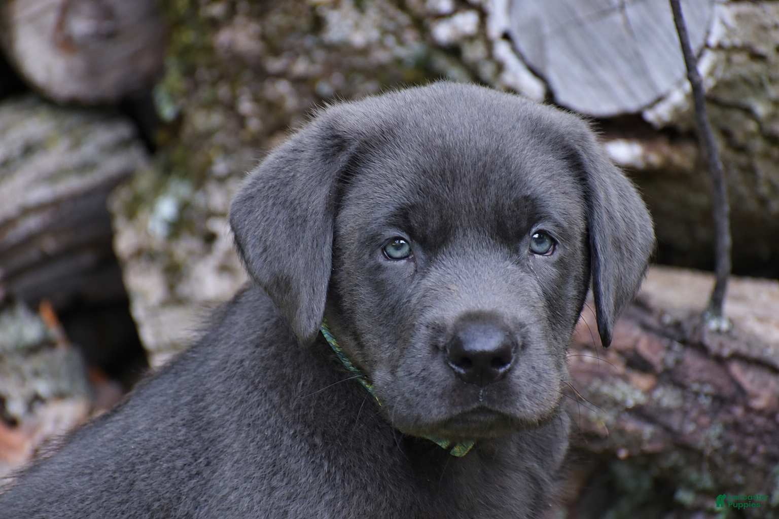 Labrador Retriever dogs King - Ad 1
