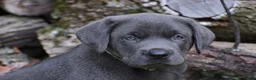 Labrador Retriever dogs for sale: King - Ad 1
