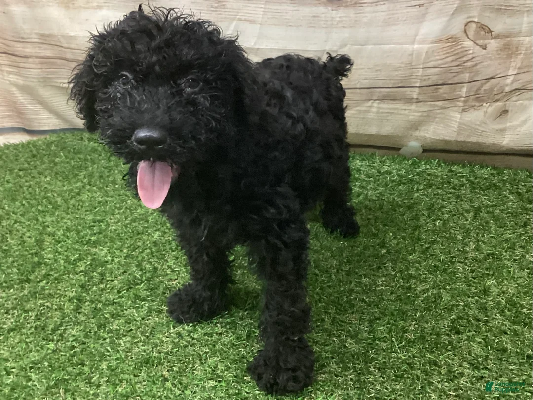 Kerry Blue Terrier dogs for sale: Teddy - Ad 2