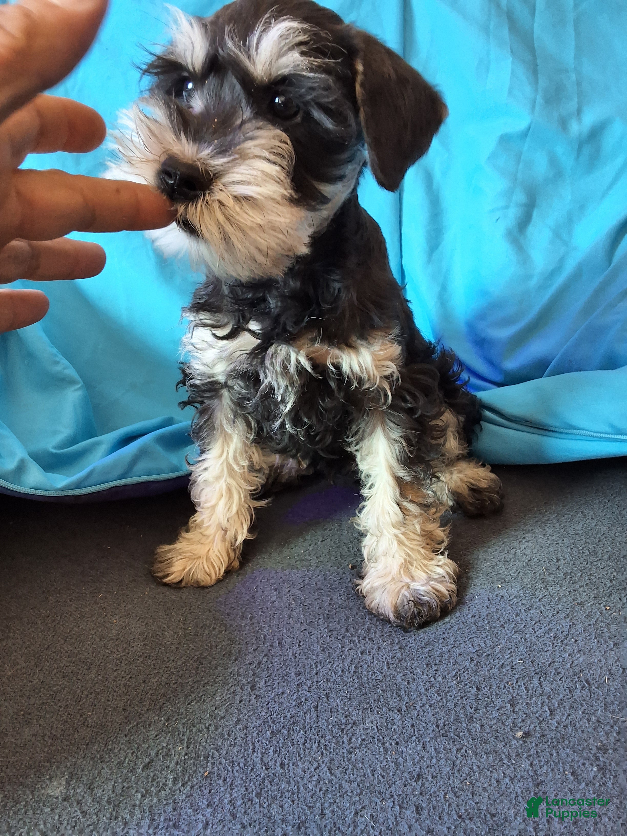 Miniature Schnauzer dogs Berry - Ad 1