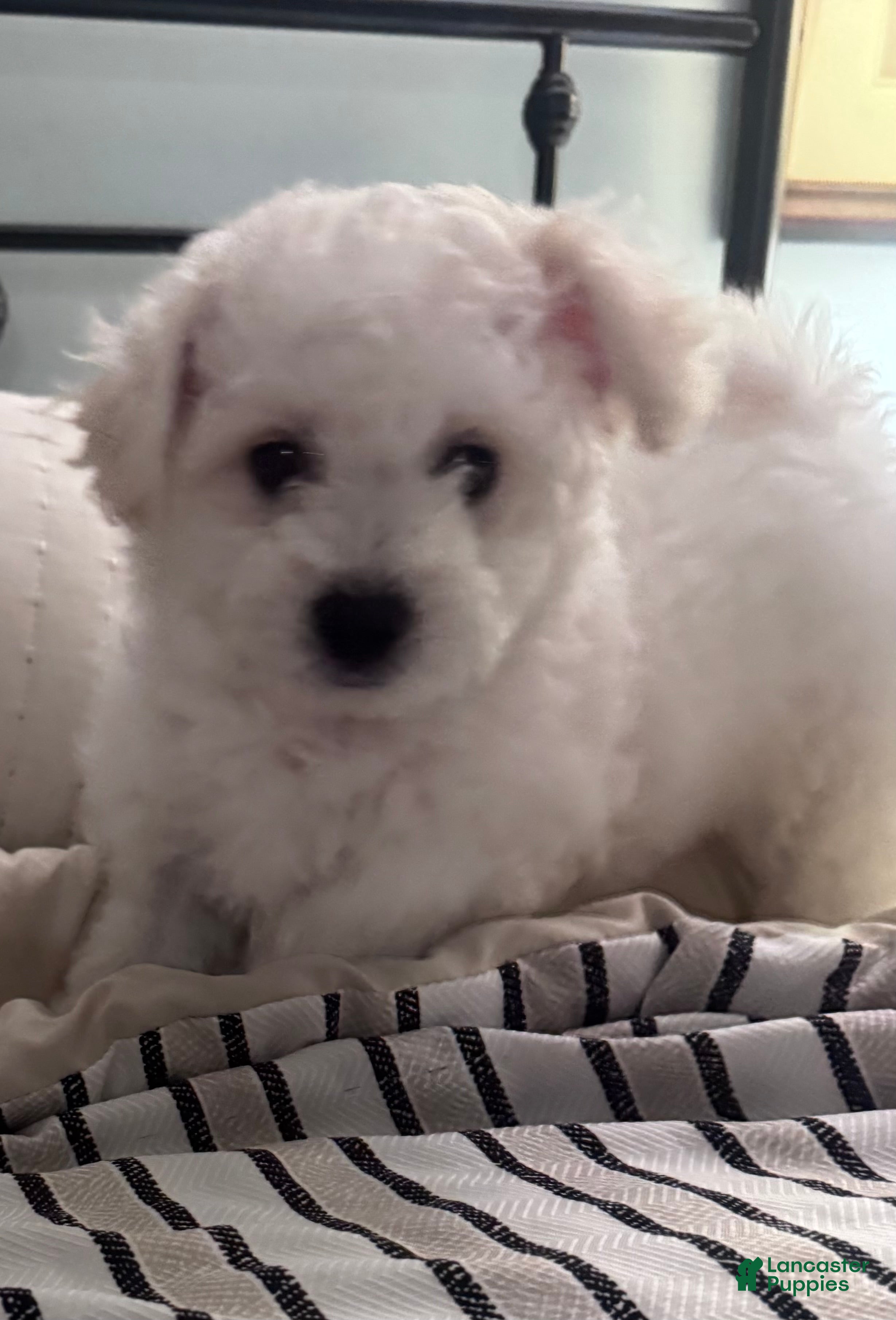 Bichon Frise dogs for sale: Baby boy 1 - Ad 2