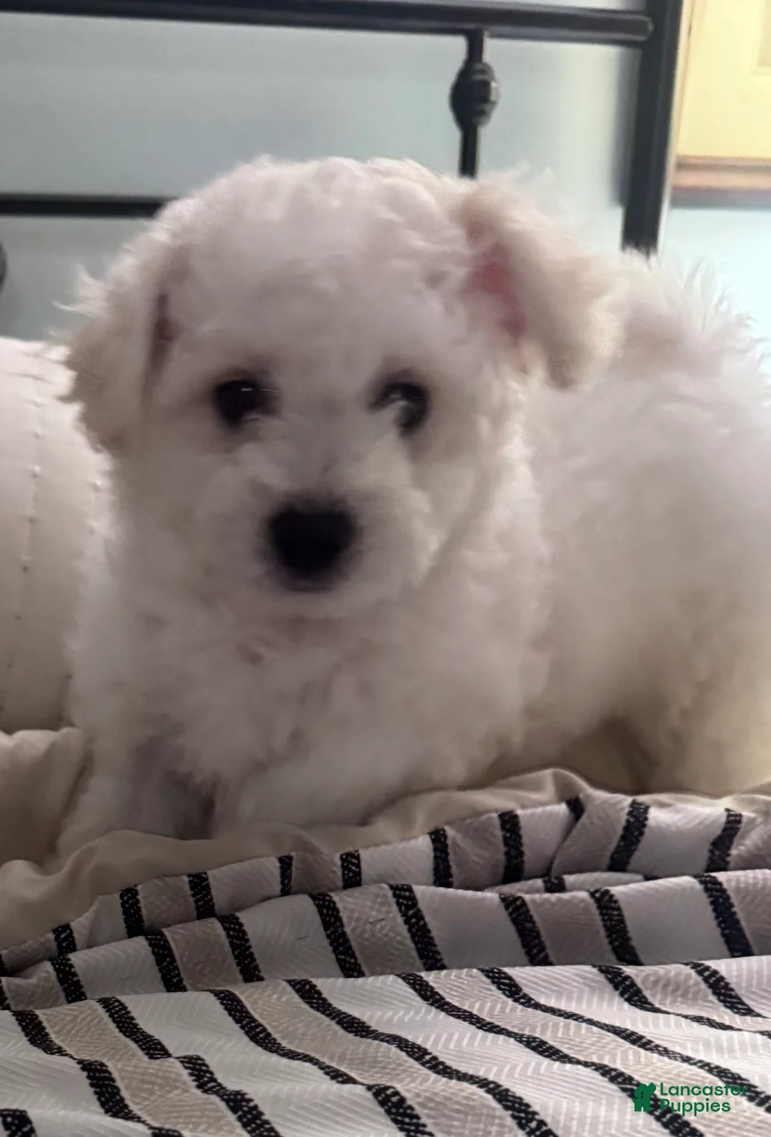 Bichon Frise dogs for sale: Baby boy 1 - Ad 2
